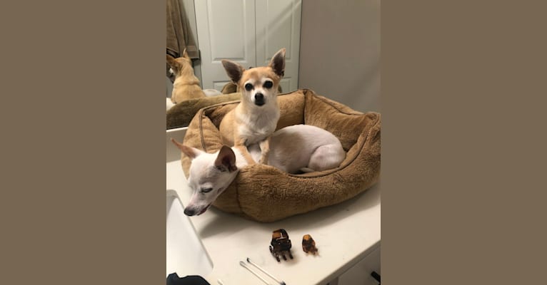 Boo, a Chihuahua and American Eskimo Dog mix tested with EmbarkVet.com