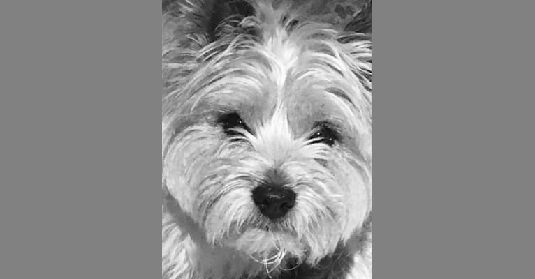 Digger, a Cairn Terrier tested with EmbarkVet.com