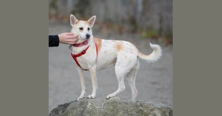 Waffle, a Formosan Mountain Dog tested with EmbarkVet.com