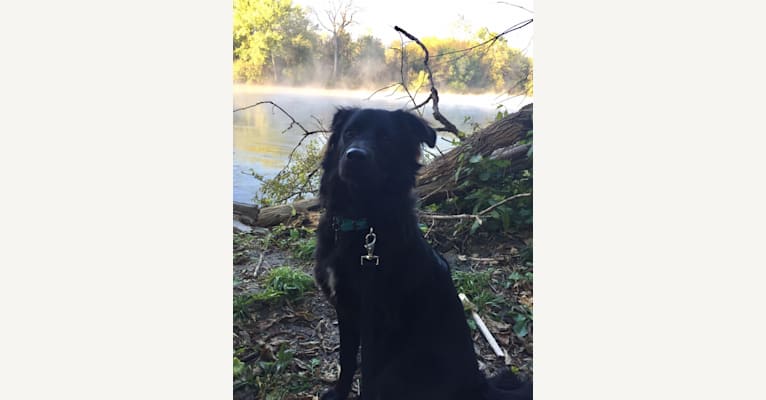 Roxy, a Labrador Retriever and Staffordshire Terrier mix tested with EmbarkVet.com