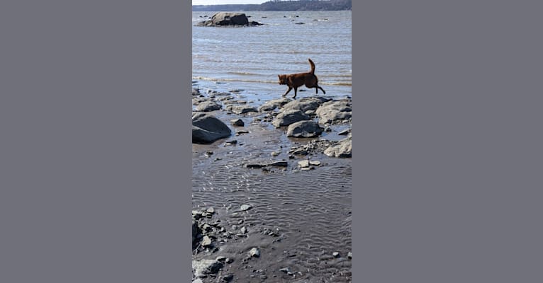 Rudy, a Canadian Eskimo Dog and Alaskan Malamute mix tested with EmbarkVet.com