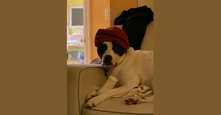 Wolfie, an American Pit Bull Terrier and Australian Shepherd mix tested with EmbarkVet.com