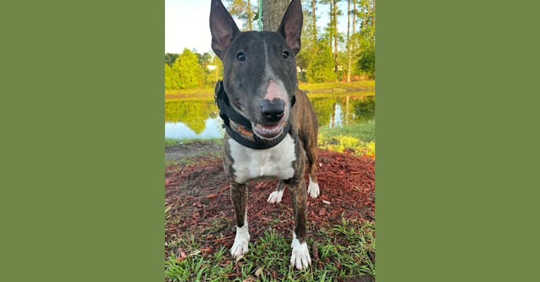 Serendipity, a Bull Terrier tested with EmbarkVet.com