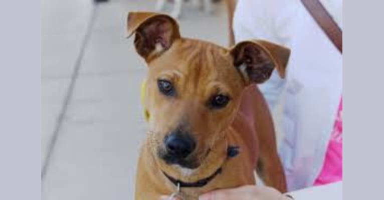 Rex, a Rat Terrier and Coonhound mix tested with EmbarkVet.com