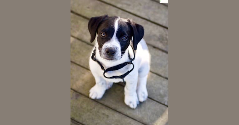 Photo of Riley, a German Shorthaired Pointer, Australian Cattle Dog, and Border Collie mix in Dublin, California, USA