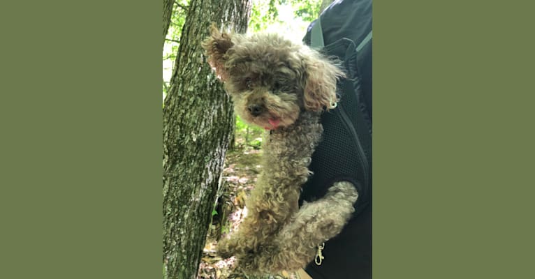 Photo of Buster, a Yorkipoo (6.2% unresolved) in Connecticut, USA