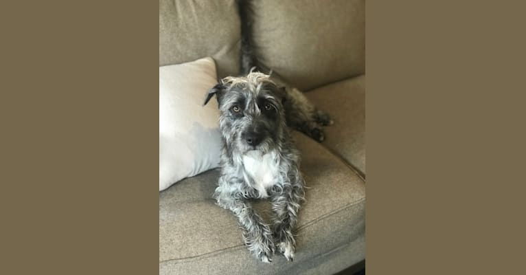 embark dog dna test breed
