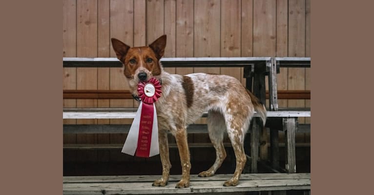 Novocaine, an Australian Cattle Dog and Australian Shepherd mix tested with EmbarkVet.com