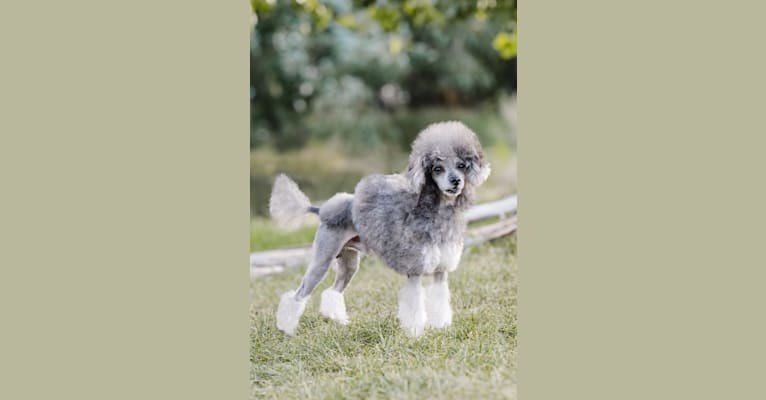 Moby, a Poodle (Small) tested with EmbarkVet.com