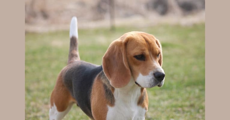 Photo of Jenny, a Beagle  in Innisfail, AB, Canada