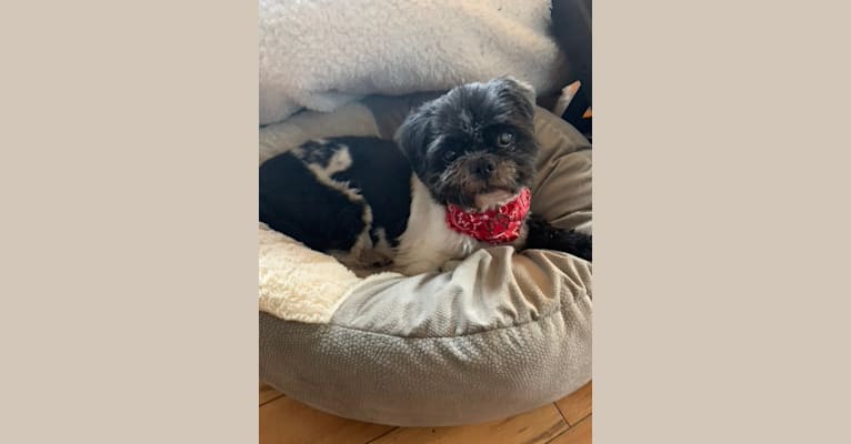 DAJ, a Shih Tzu tested with EmbarkVet.com