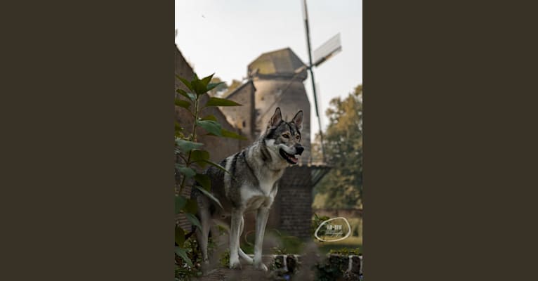 Alvi, a Siberian Husky and Alaskan Malamute mix tested with EmbarkVet.com