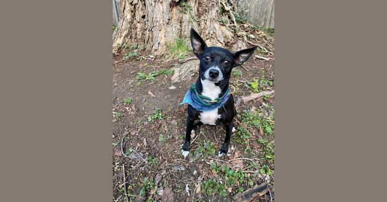 Marfa, a Chihuahua and Rat Terrier mix tested with EmbarkVet.com