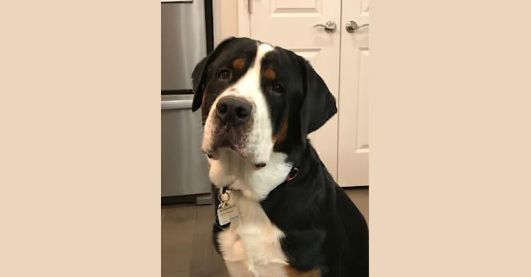 Augie, a Greater Swiss Mountain Dog tested with EmbarkVet.com