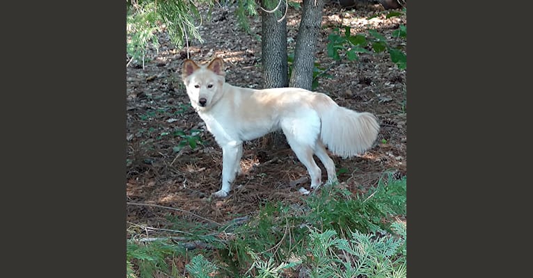 Photo of Roxy, a Siberian Husky, Labrador Retriever, and German Shepherd Dog mix in Portal, Georgia, USA
