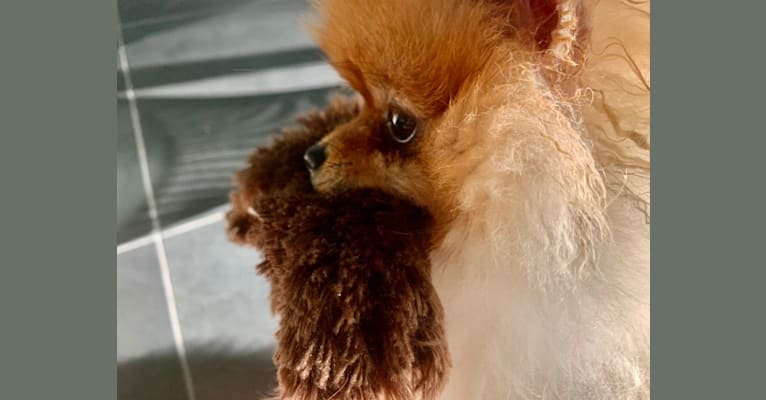 Photo of Santino, a Pomeranian  in Norfolk, VA, USA