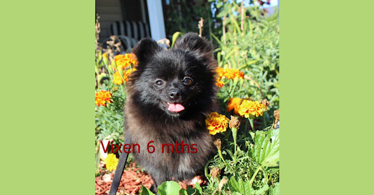 VIXEN, a Pomeranian tested with EmbarkVet.com