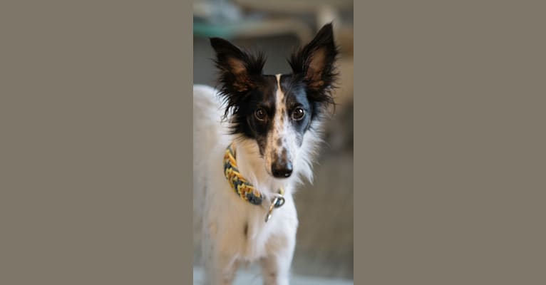 Fable, a Silken Windhound tested with EmbarkVet.com