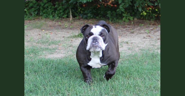 Black Betty, a Bulldog tested with EmbarkVet.com
