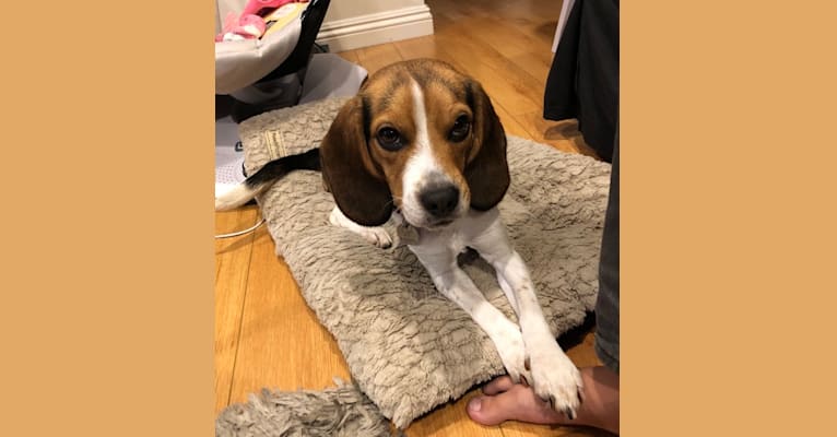 Chloe, a Beagle tested with EmbarkVet.com