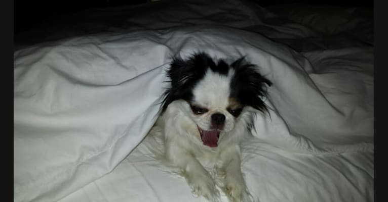 Photo of Cucumber, a Shih Tzu and Japanese Chin mix in Dallas, TX, USA