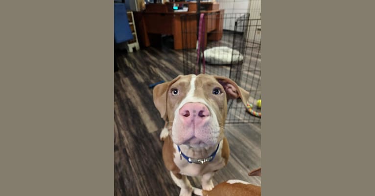 Photo of Freddie, an American Pit Bull Terrier  in Rochester, New York, USA