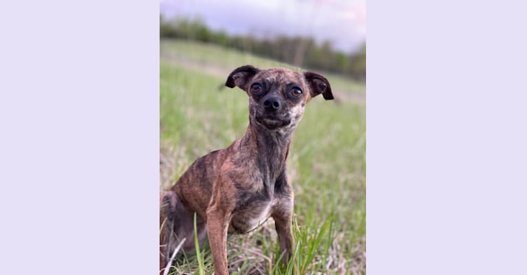 T’aiChi, a Chihuahua and Miniature Pinscher mix tested with EmbarkVet.com