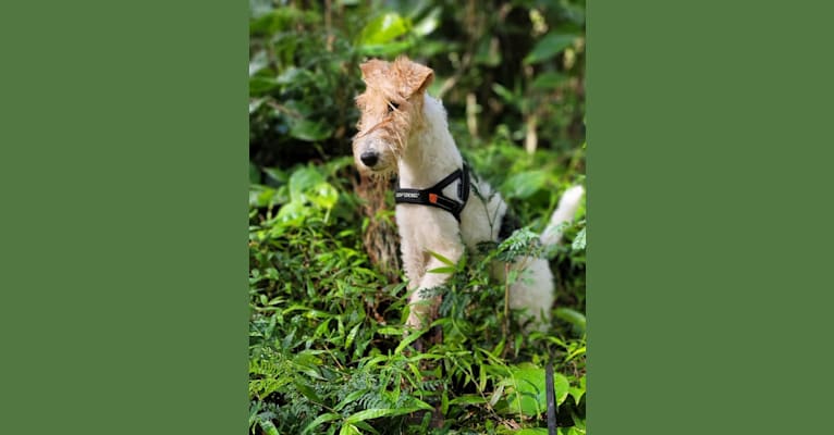 Lani, a Wire Fox Terrier tested with EmbarkVet.com