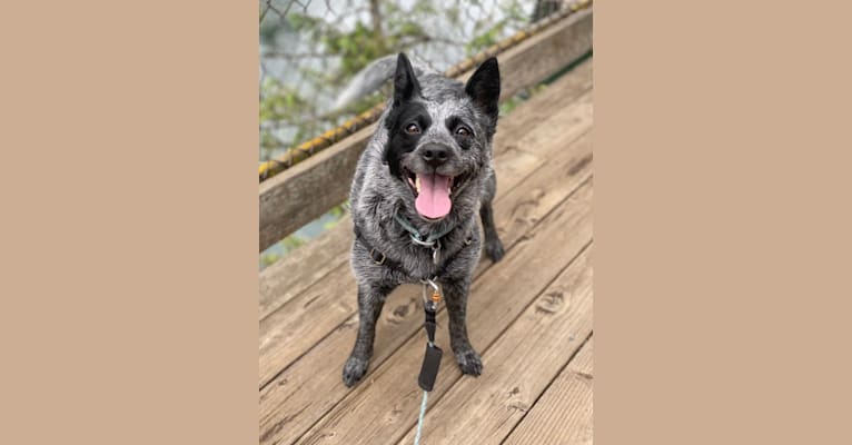Photo of Brontë, an Australian Cattle Dog and Border Collie mix in Georgia, USA