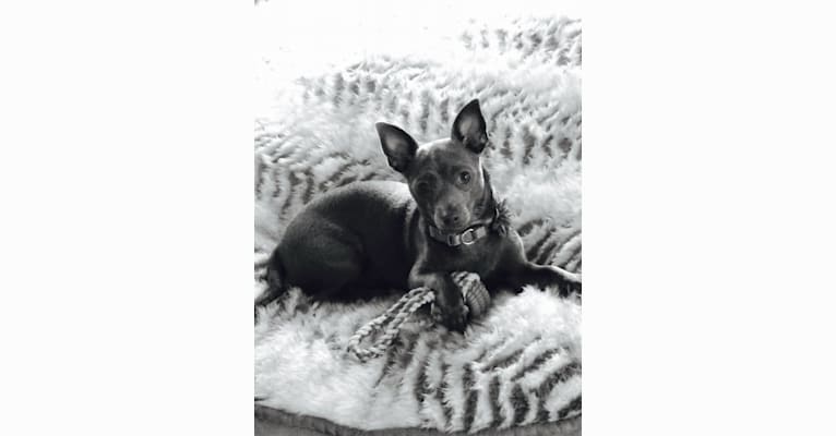 Skeeter, a Chihuahua tested with EmbarkVet.com