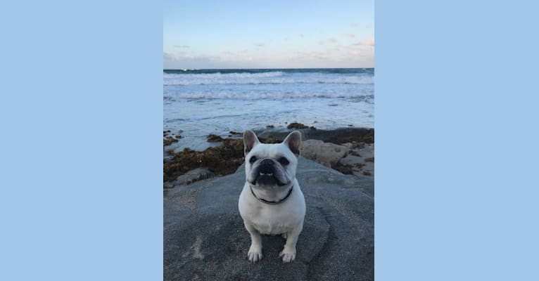 Charlie, a French Bulldog tested with EmbarkVet.com