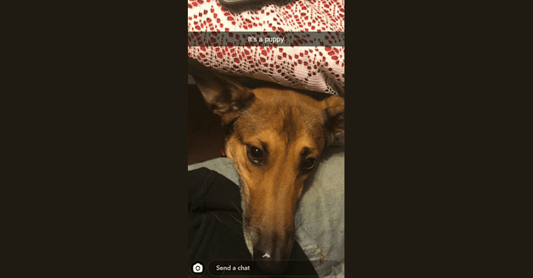 Embark Dog DNA Test Breed