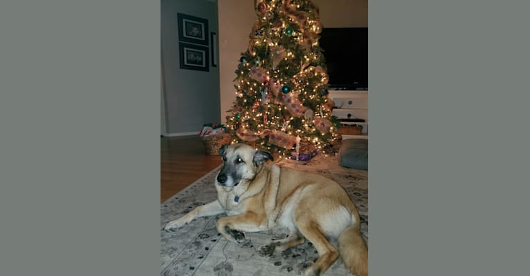 Photo of Stella, a Great Pyrenees, German Shepherd Dog, Belgian Malinois, and American Pit Bull Terrier mix in Garland, Texas, USA