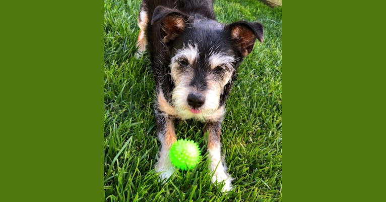 Buddy, a Russell-type Terrier and Pomeranian mix tested with EmbarkVet.com