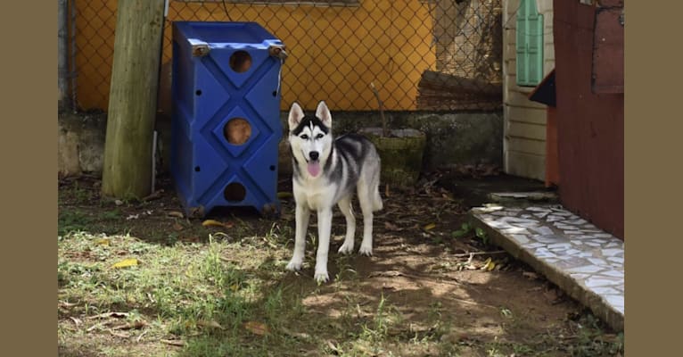 Akira, a Siberian Husky (5.5% unresolved) tested with EmbarkVet.com