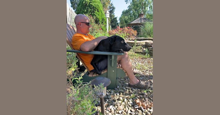 Bode, a Labrador Retriever and German Shepherd Dog mix tested with EmbarkVet.com