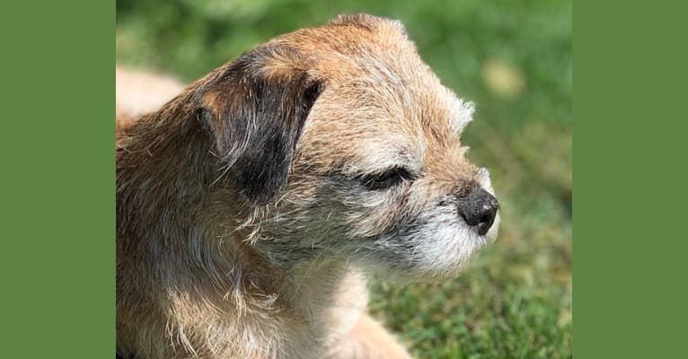Derby, a Border Terrier tested with EmbarkVet.com