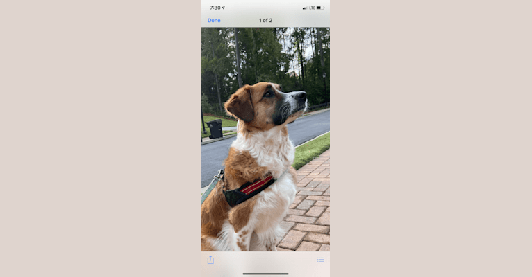 Birdy, a German Shepherd Dog and Boxer mix tested with EmbarkVet.com