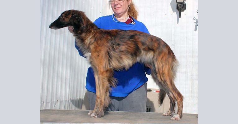 Darby, a Silken Windhound tested with EmbarkVet.com