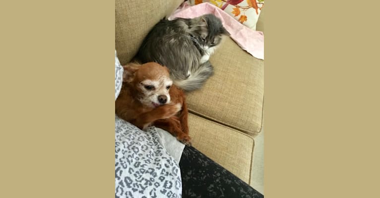 Tippy, a Chihuahua and Poodle (Small) mix tested with EmbarkVet.com