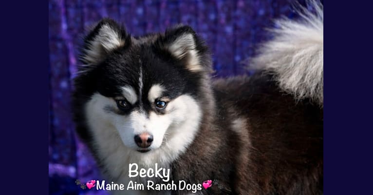 Photo of Becky, a Siberian Husky and Pomeranian mix in Maine Aim Ranch, King, Allerton, IA, USA