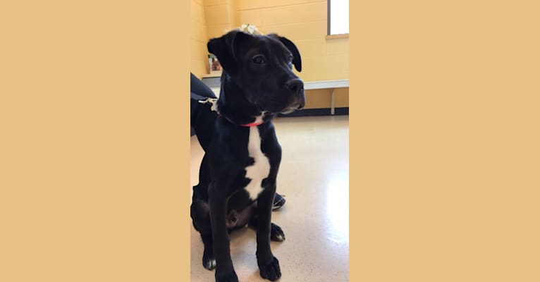 Axel, a Staffordshire Terrier and Rottweiler mix tested with EmbarkVet.com