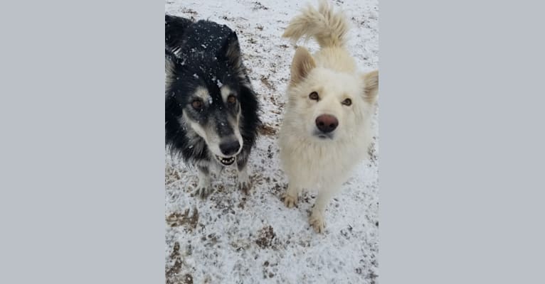 Frosty, a German Shepherd Dog and Siberian Husky mix tested with EmbarkVet.com