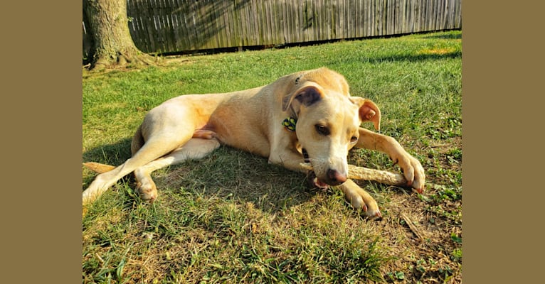 Photo of Leo, an American Foxhound, American Pit Bull Terrier, German Shepherd Dog, American English Coonhound, Rottweiler, and Pointer mix in South Carolina, USA