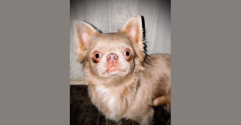Photo of Orvi, a Chihuahua  in Joplin, MO, USA