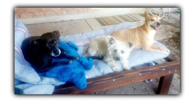 Photo of Dinks, a Boston Terrier, Poodle (Small), and Chihuahua mix in San Antonio, Texas, USA