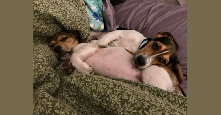 Bandit, a Treeing Walker Coonhound and Beagle mix tested with EmbarkVet.com