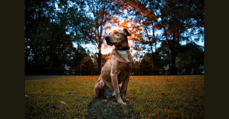 Rigby, a Labrador Retriever and American Pit Bull Terrier mix tested with EmbarkVet.com