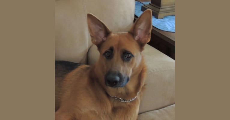 Callie, a German Shepherd Dog (11.1% unresolved) tested with EmbarkVet.com