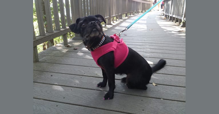 Photo of Fuu, a Pug, Yorkshire Terrier, Biewer Terrier, and Beagle mix in Louisville, Kentucky, USA